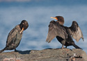 Phalacrocorax auritus